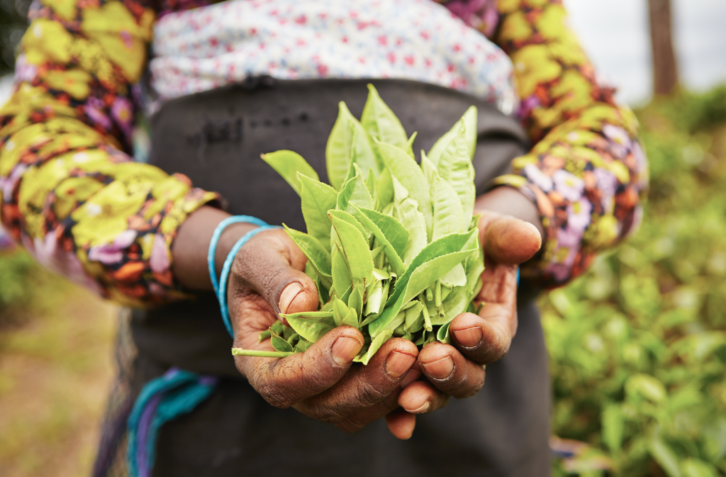 Kagiso Trust (through the Tyala Impact Fund) and Potatoes South Africa